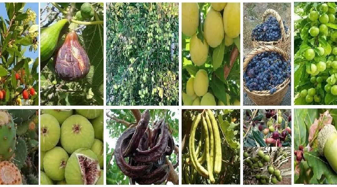من خيرات بلادي